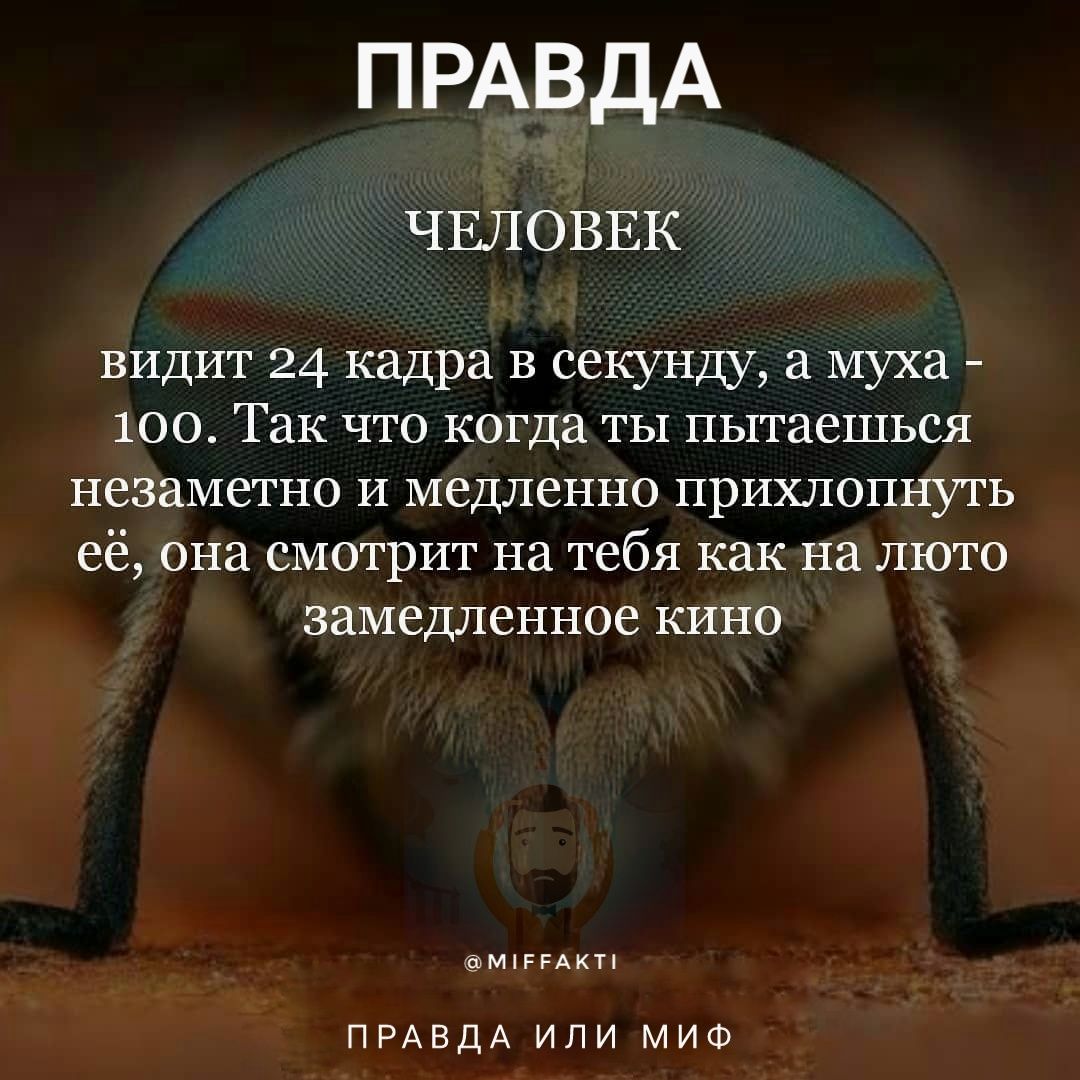 Сколько кадров видит человек. Сколько кадров в секунду видит комар. Как видят комары. Как видят комары в темноте. Как видят комары людей.